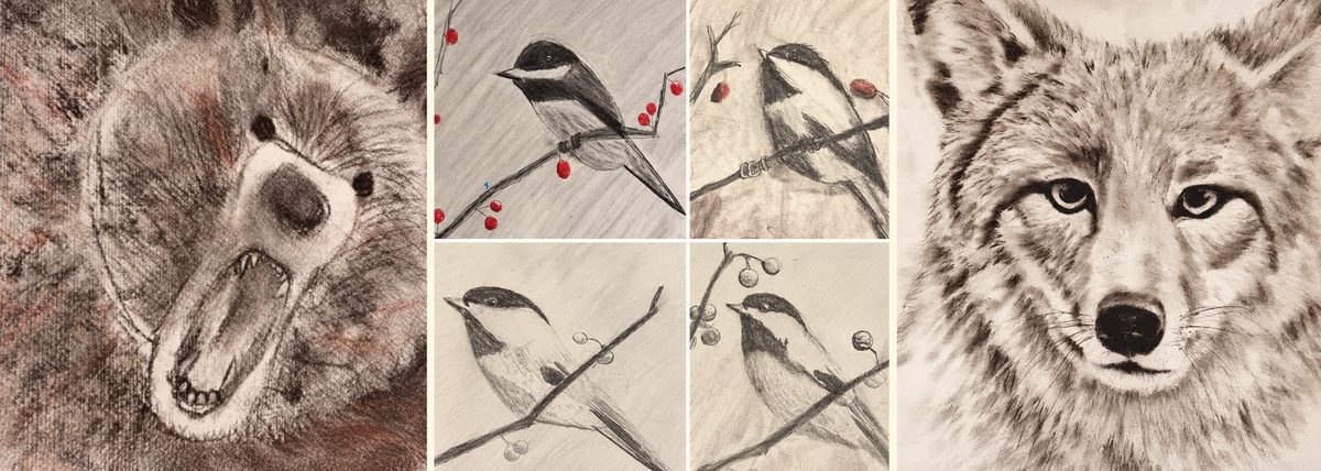 Drawing Animals:  4 week series